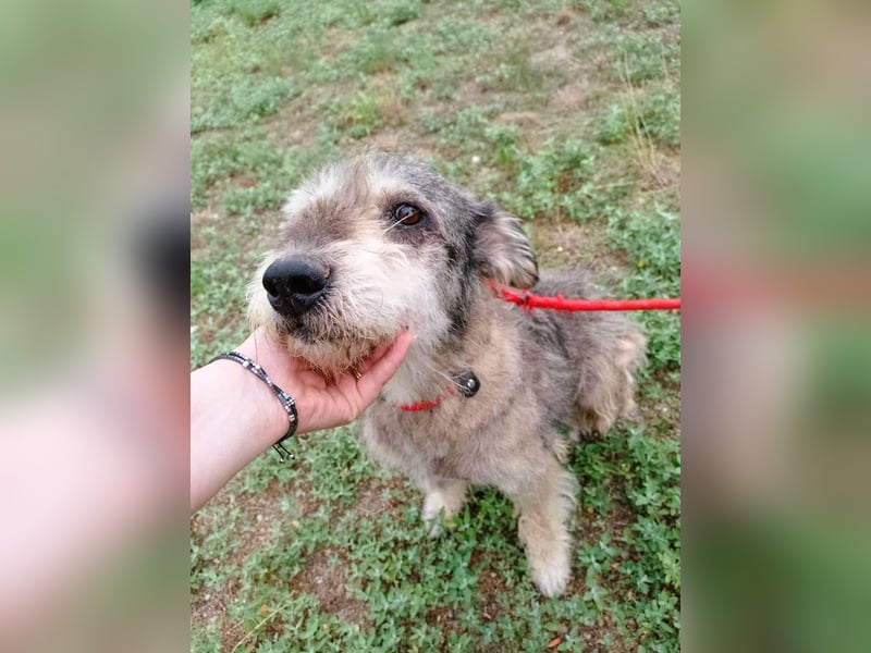 Ruheplätzchen für PAULA - die süßeste Hundeomi aller Zeiten gesucht