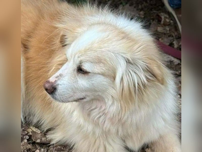 Rosa – hübsche Maus wartet in PLZ 75217 Birkenfeld auf Besuch