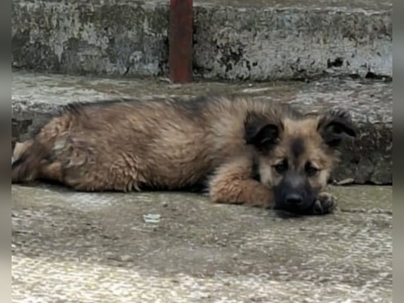 CARA - zauberhaftes junges Hundemädchen sucht ihr Zuhause für immer