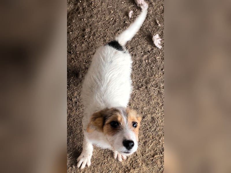 Sammy - kleiner Sonnenschein sucht Familienanschluss