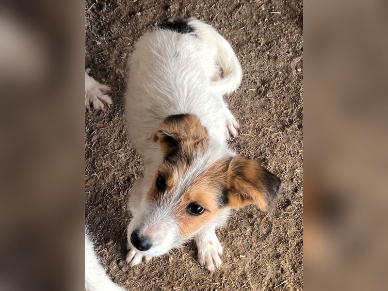 Sammy - kleiner Sonnenschein sucht Familienanschluss