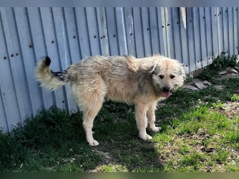 Strubbel-Wuschel *Jack* sucht unbedingt ein warmes Plätzchen