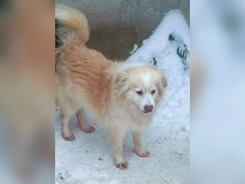 Rosalie - facettenreich und dazu noch bildhübsch