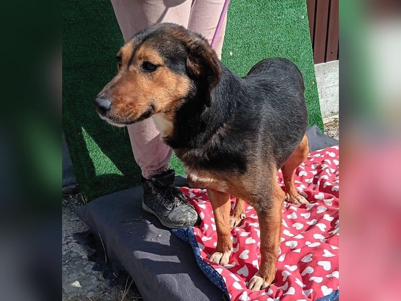 Hanni - das ganz besonders hübsche Mädchen