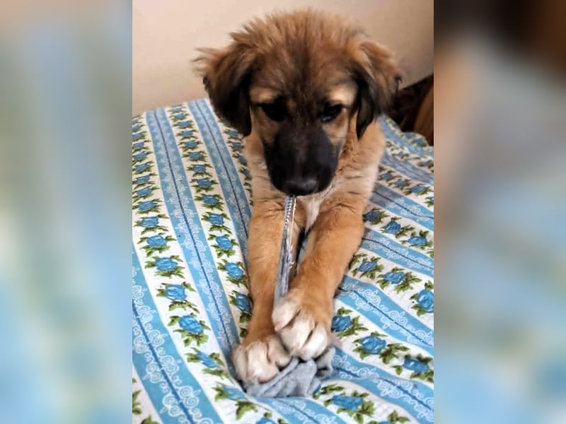 CODY – zauberhafter junger Hundebub sucht sein Zuhause für immer