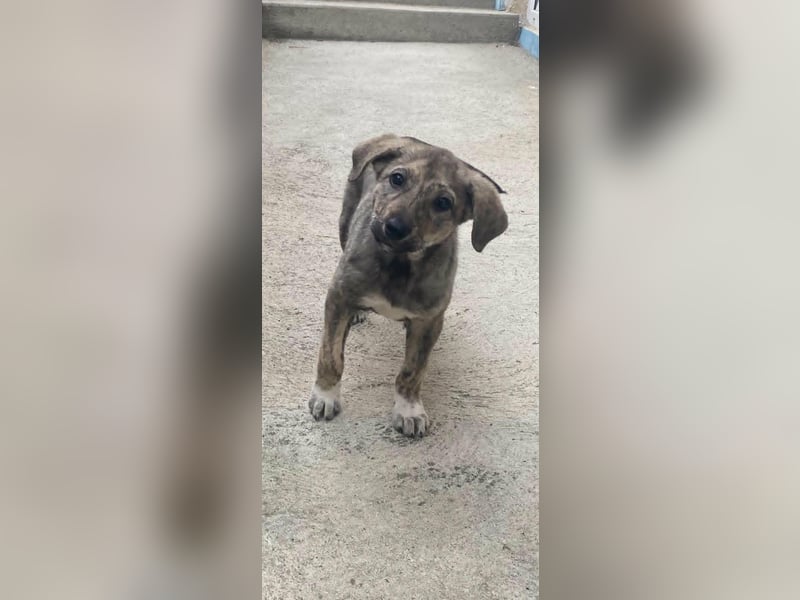 Kleines Hundekind „SUMMER“ bringt die Sonne ins Haus