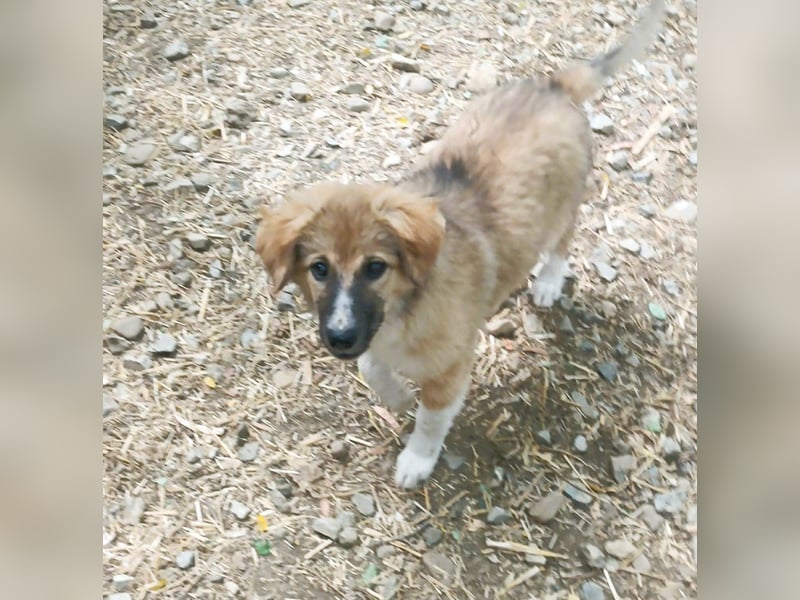 Hundekind Bella – macht ihrem Namen alle Ehre