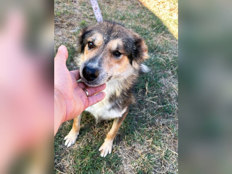 Nelu – sucht seine Herzmenschen für immer