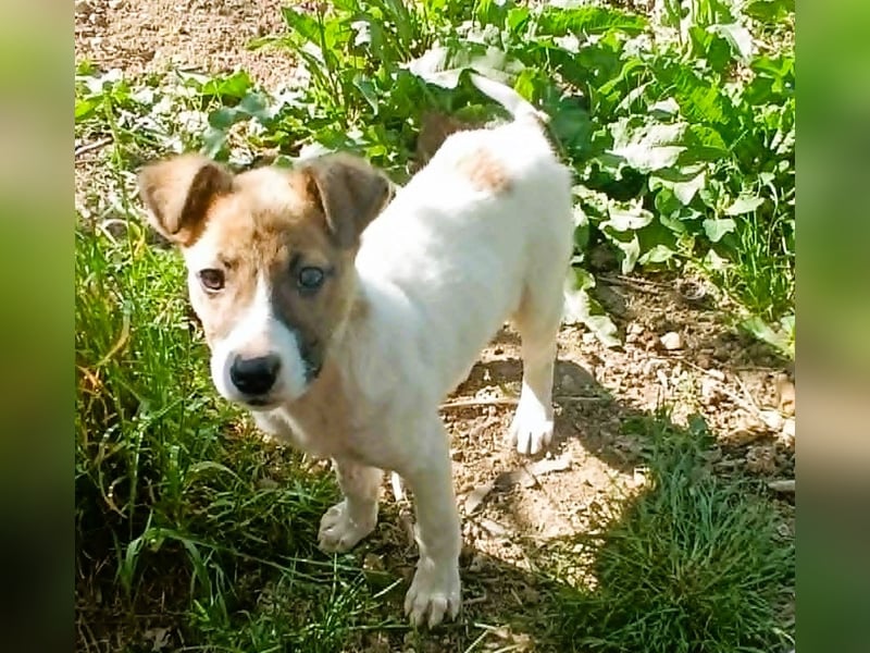 Tessa – kleines Hundekind sucht ihr Zuhause für immer