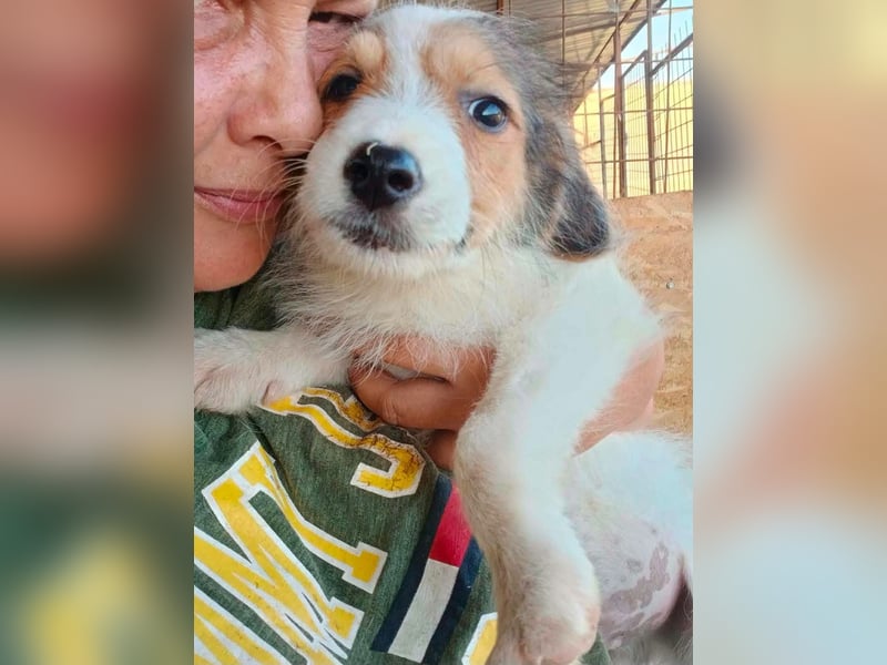 Sammy - kleiner Sonnenschein sucht Familienanschluss
