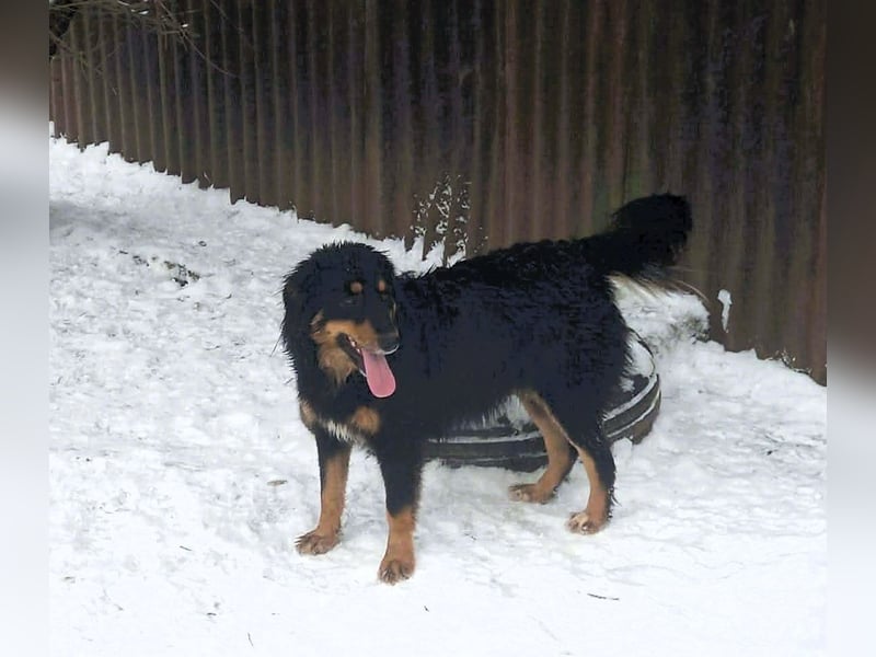 Das Glück hat 4 Pfoten und heißt „ BAJA „