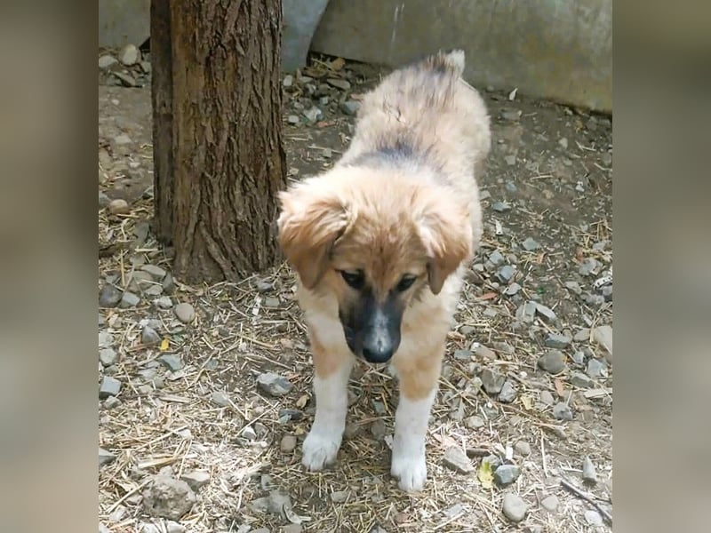 Hundekind Bella – macht ihrem Namen alle Ehre