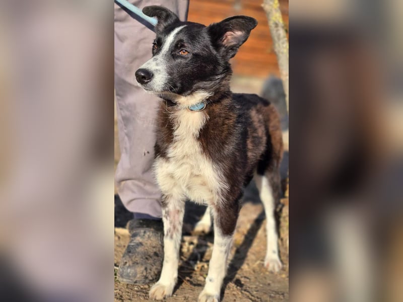 Lieblingsmenschen für die bezaubernde „Foxi“ gesucht