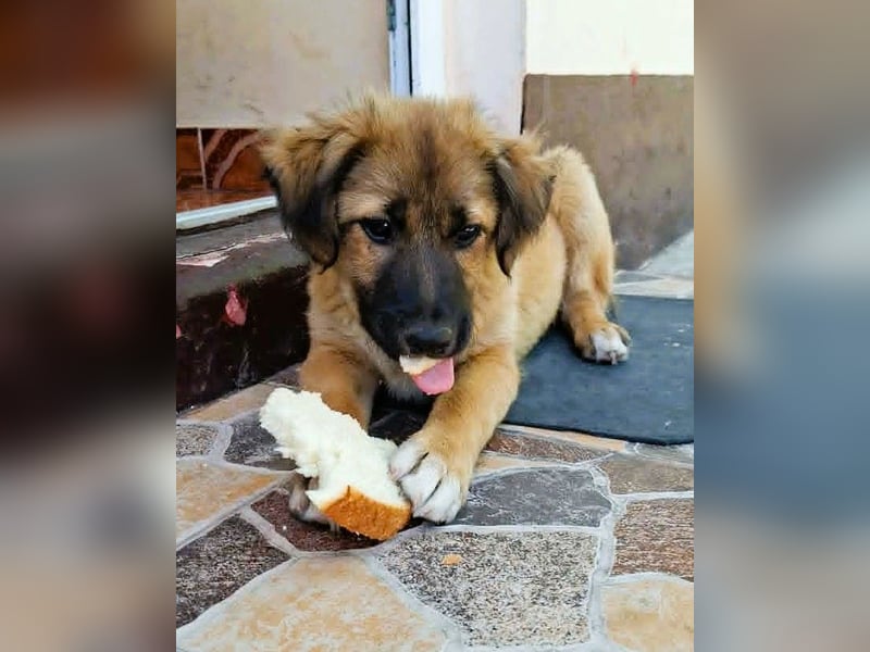 CODY – zauberhafter junger Hundebub sucht sein Zuhause für immer