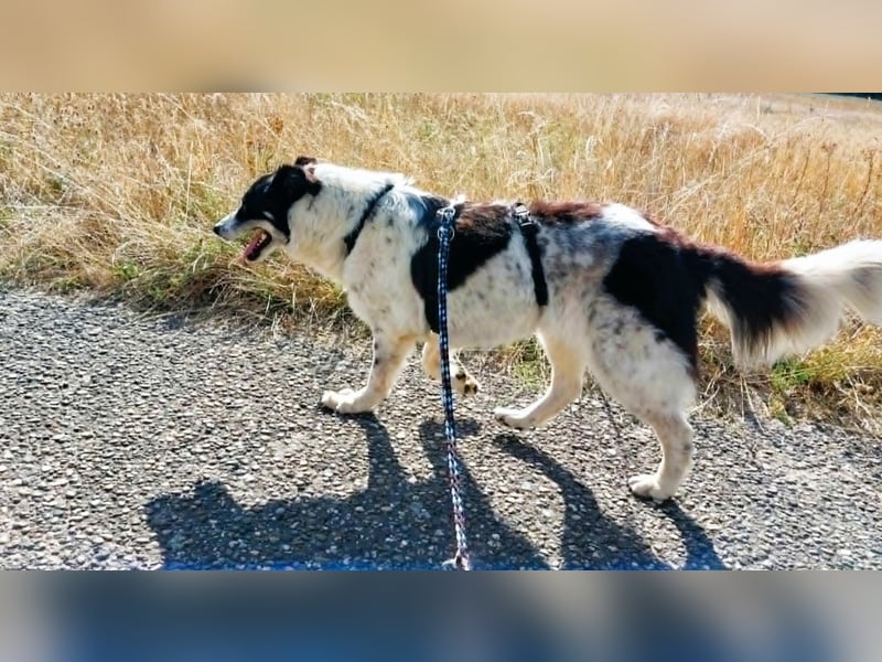 LUNA – ein liebes Hundemädchen wartet in PLZ 76707 auf Besuch