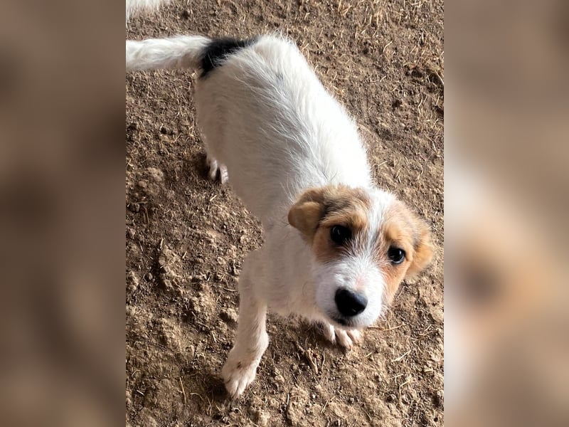 Sammy - kleiner Sonnenschein sucht Familienanschluss
