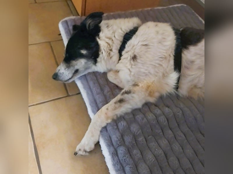 LUNA – ein liebes Hundemädchen wartet in PLZ 76707 auf Besuch