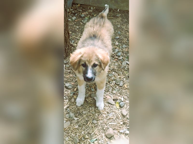 Hundekind Bella – macht ihrem Namen alle Ehre