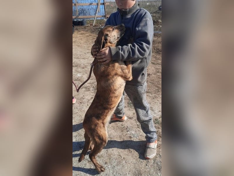 Bildhübscher TOTO - auf der Suche nach seinem Glück