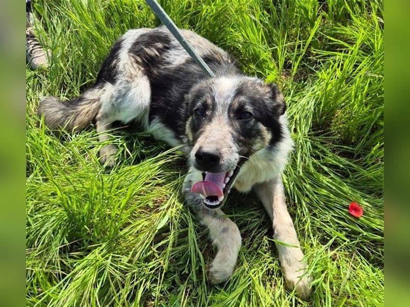 Hübscher Loki – ist startklar für ein neues Leben