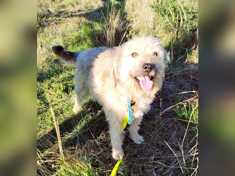 Strubbel-Wuschel *Jack* sucht unbedingt ein warmes Plätzchen