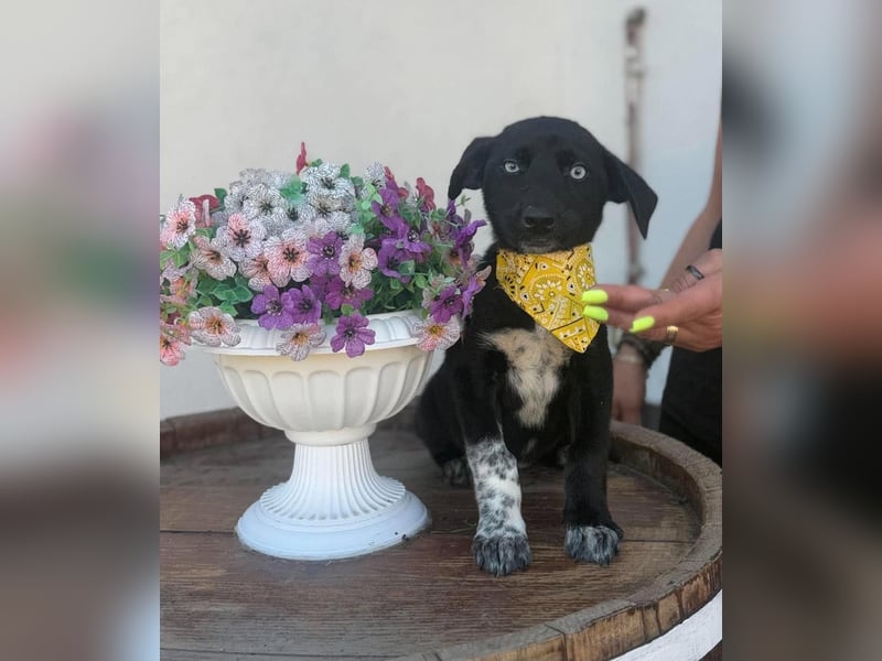 Ein Blickfang pur – das ist Hundekind Mila
