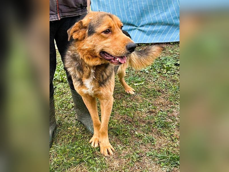 Sajan - ein Freund und noch viel mehr Sajan - ein Freund und noch viel mehr