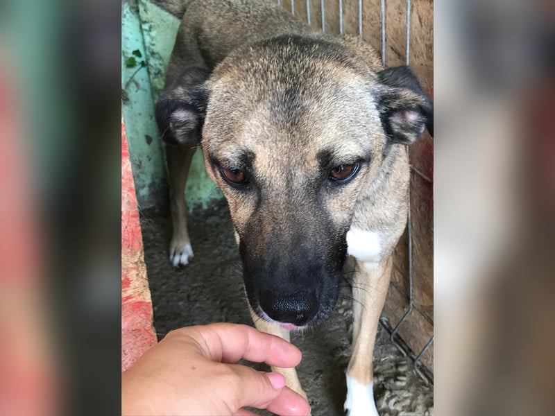 Sunny - super lieber Sonnenschein sucht genau DICH