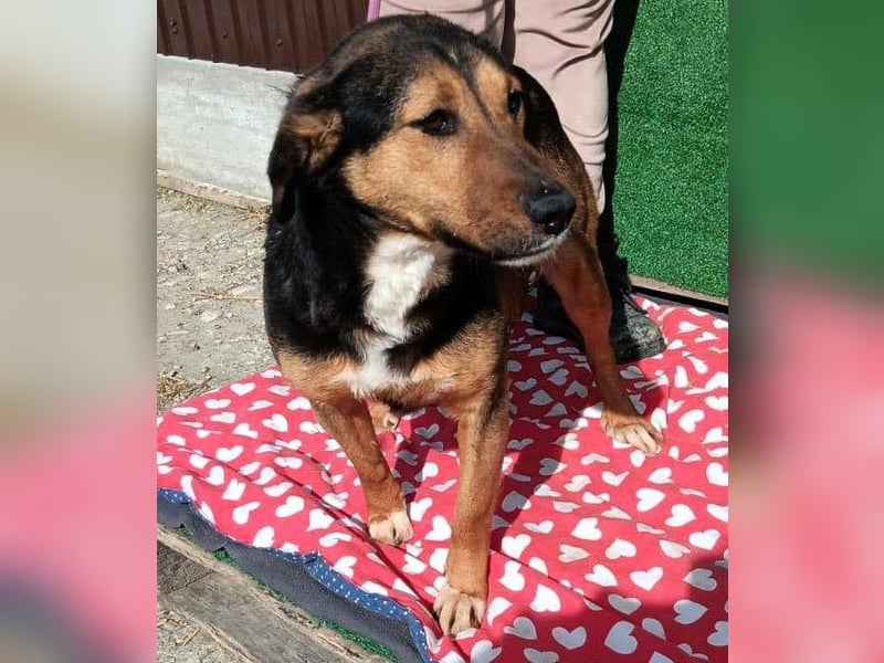 Hanni - das ganz besonders hübsche Mädchen