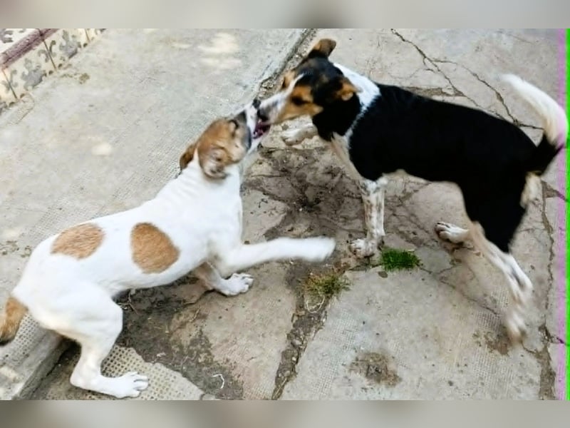 Super hübsches Hundekind „ TESSA „ sucht ihr Zuhause für immer