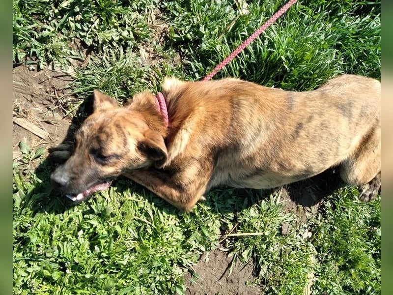 Bildhübscher TOTO - auf der Suche nach seinem Glück