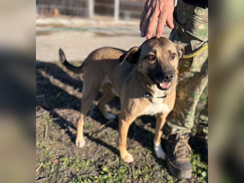 Sunny - super lieber Sonnenschein sucht genau DICH