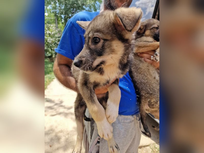 *Charlie Girl* liebes und hübsches Mädchen ca. 1 Jahr