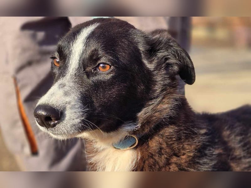 Lieblingsmenschen für die bezaubernde „Foxi“ gesucht