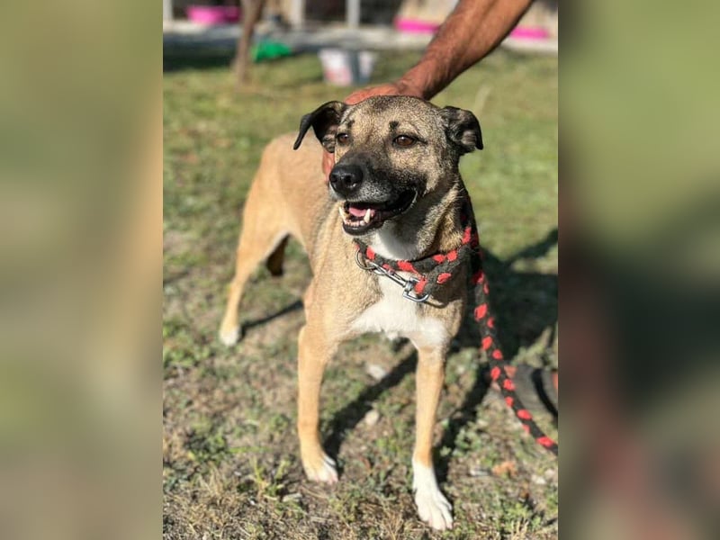 Sunny - super lieber Sonnenschein sucht genau DICH