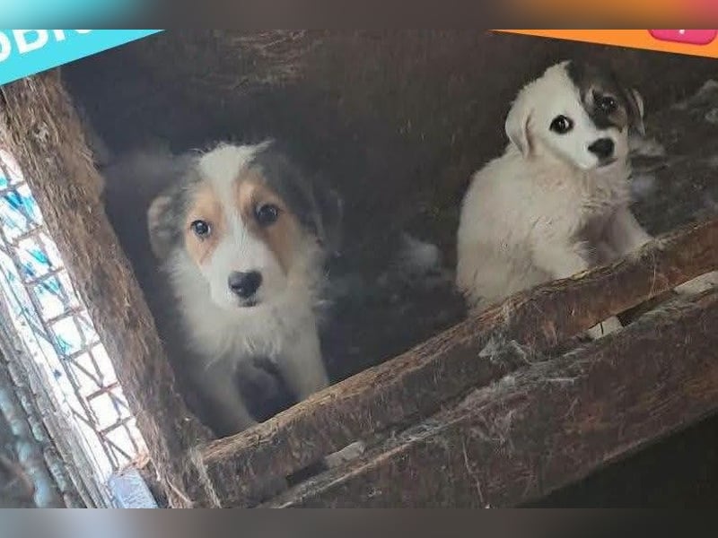 Sammy - kleiner Sonnenschein sucht Familienanschluss