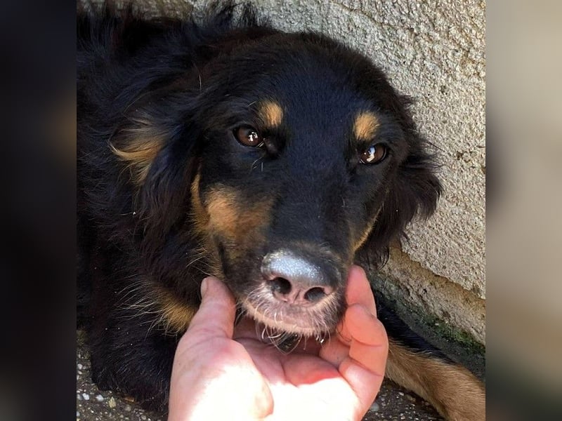 Das Glück hat 4 Pfoten und heißt „ BAJA „