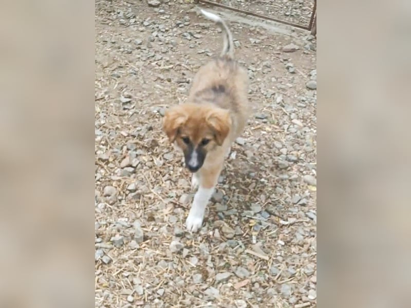 Hundekind Bella – macht ihrem Namen alle Ehre