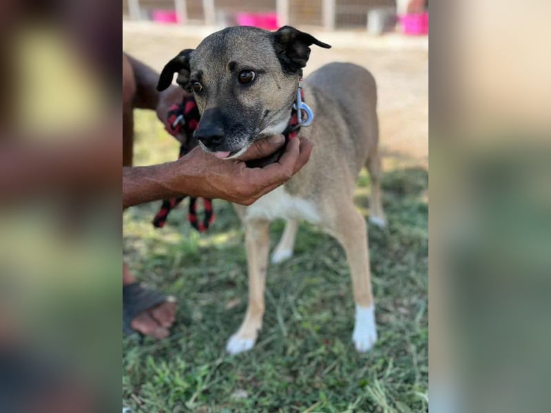 Sunny - super lieber Sonnenschein sucht genau DICH