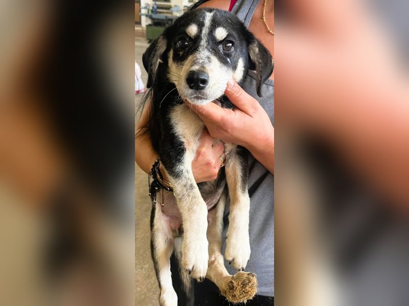 Trudi - die Dritte im Bunde - zuckersüßes Hundekind sucht ihre Family