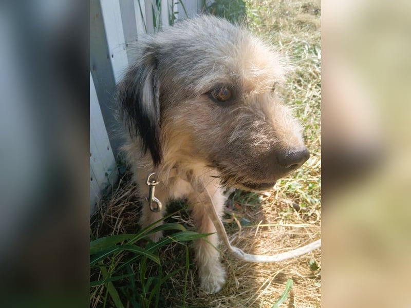 Strubbel-Wuschel *Jack* sucht unbedingt ein warmes Plätzchen
