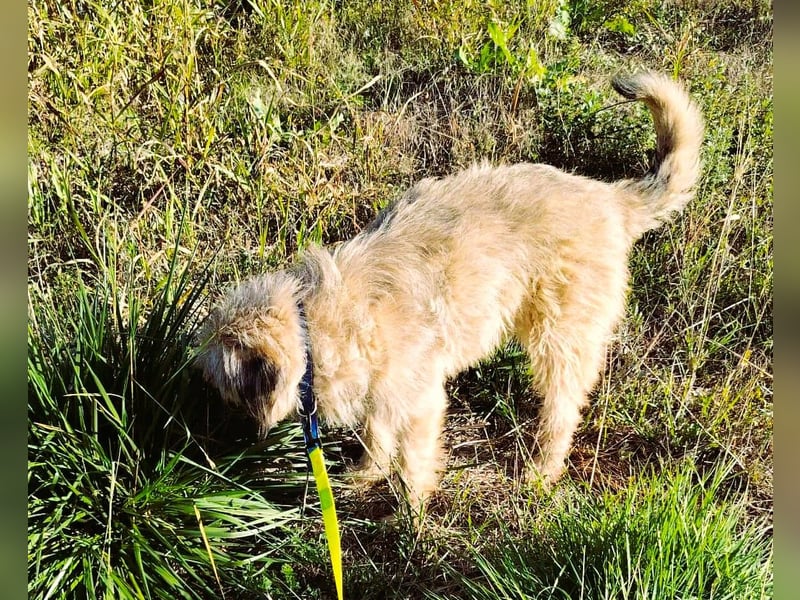Strubbel-Wuschel *Jack* sucht unbedingt ein warmes Plätzchen