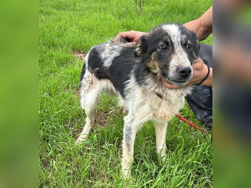 Hübscher Loki – ist startklar für ein neues Leben