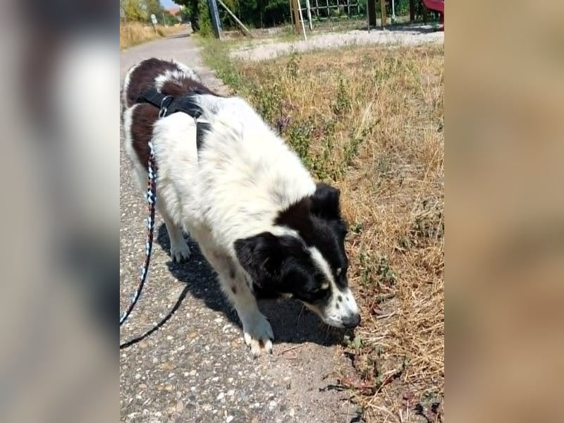 LUNA – ein liebes Hundemädchen wartet in PLZ 76707 auf Besuch