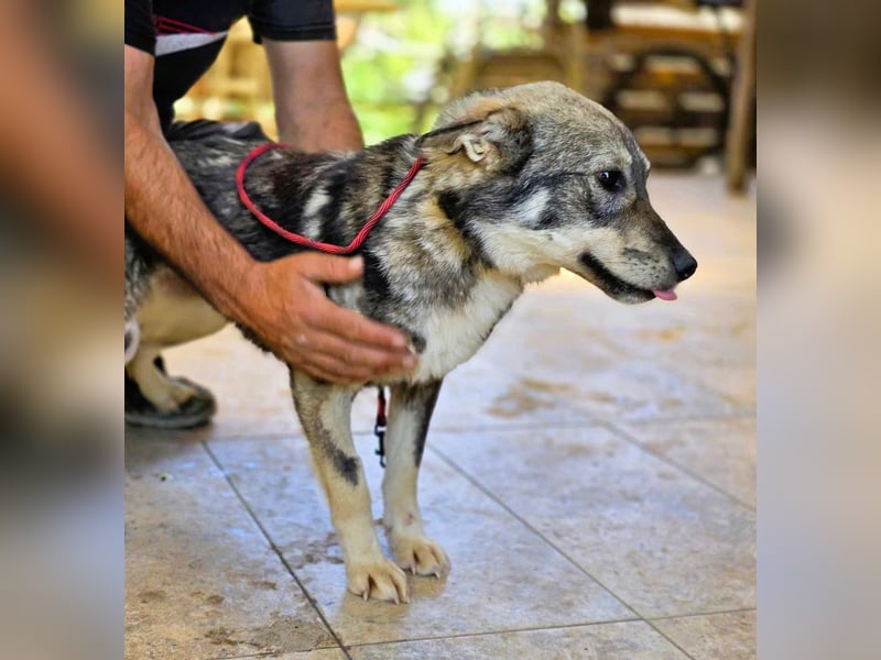 *Charlie Girl* liebes und hübsches Mädchen ca. 1 Jahr