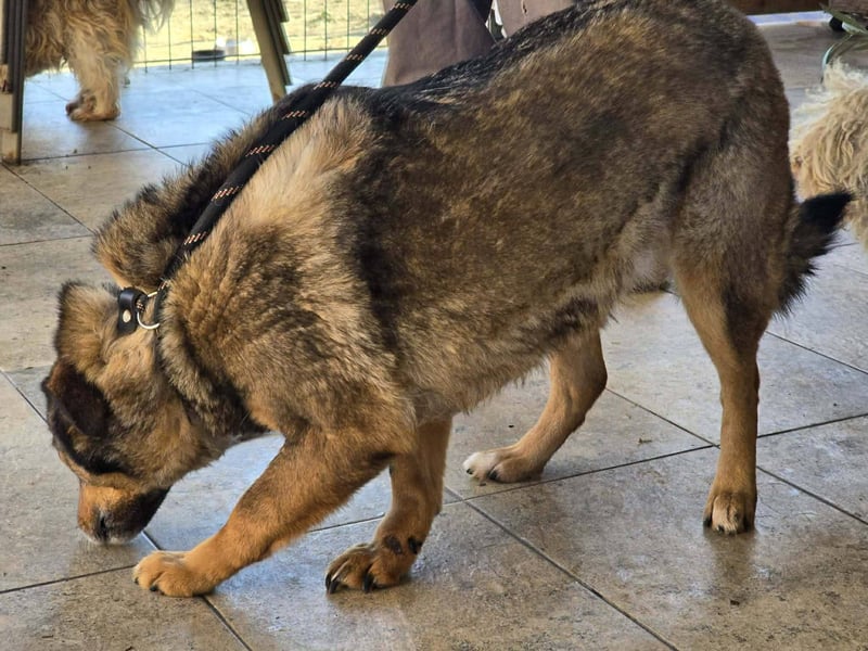 Liebe Moni – sucht besonders liebes Zuhause zum durchstarten