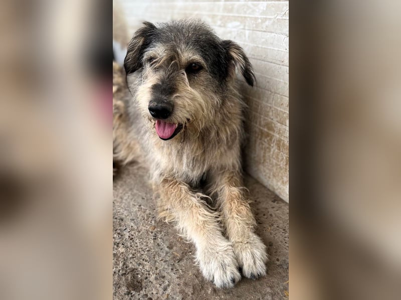 Ruheplätzchen für PAULA - die süßeste Hundeomi aller Zeiten gesucht