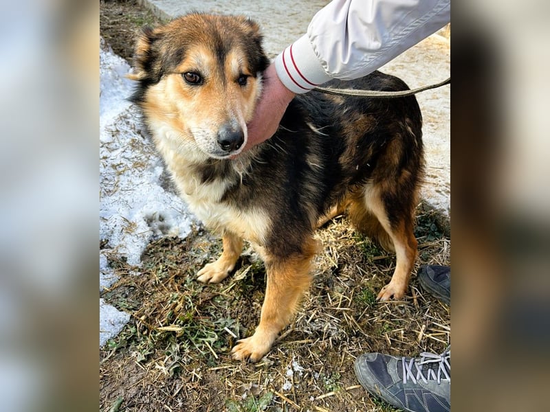 Nelu – sucht seine Herzmenschen für immer