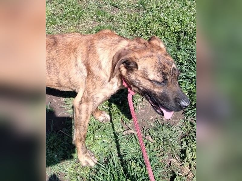 Bildhübscher TOTO - auf der Suche nach seinem Glück