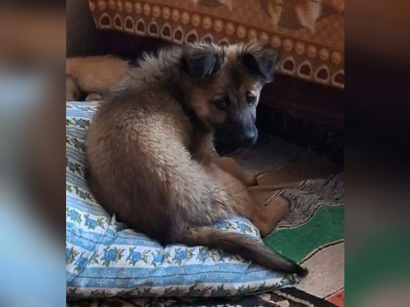 CARA - zauberhaftes junges Hundemädchen sucht ihr Zuhause für immer
